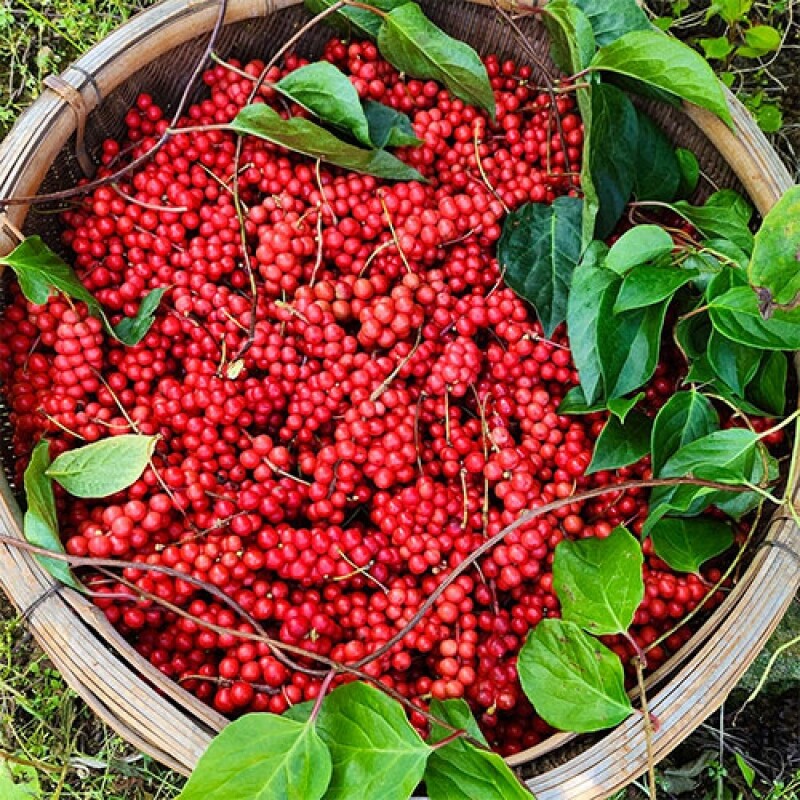 오미자, 오미자청,오미자원액,오미자엑기스,오미자즙,선물,전통방식인제푸드, 인제향기, 수제오미자청,카페용,업소용,산지직송,대용량오미자, 대용량오미자청, 국내산오미자, 강원도오미자, 인제오미자, 직접재배오미자, 발효오미자, 발효청, 문경오미자