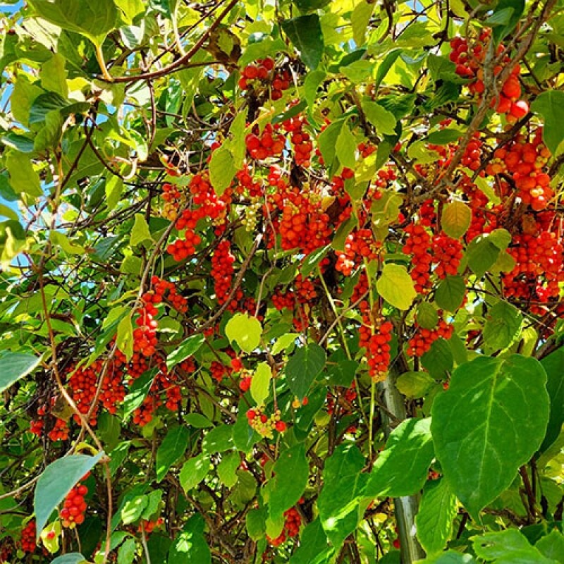 오미자, 오미자청,오미자원액,오미자엑기스,오미자즙,선물,전통방식인제푸드, 인제향기, 수제오미자청,카페용,업소용,산지직송,대용량오미자, 대용량오미자청, 국내산오미자, 강원도오미자, 인제오미자, 직접재배오미자, 발효오미자, 발효청, 문경오미자