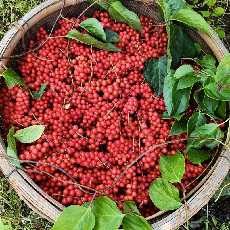 오미자, 오미자청,오미자원액,오미자엑기스,오미자즙,선물,전통방식인제푸드, 인제향기, 수제오미자청,카페용,업소용,산지직송,대용량오미자, 대용량오미자청, 국내산오미자, 강원도오미자, 인제오미자, 직접재배오미자, 발효오미자, 발효청, 문경오미자