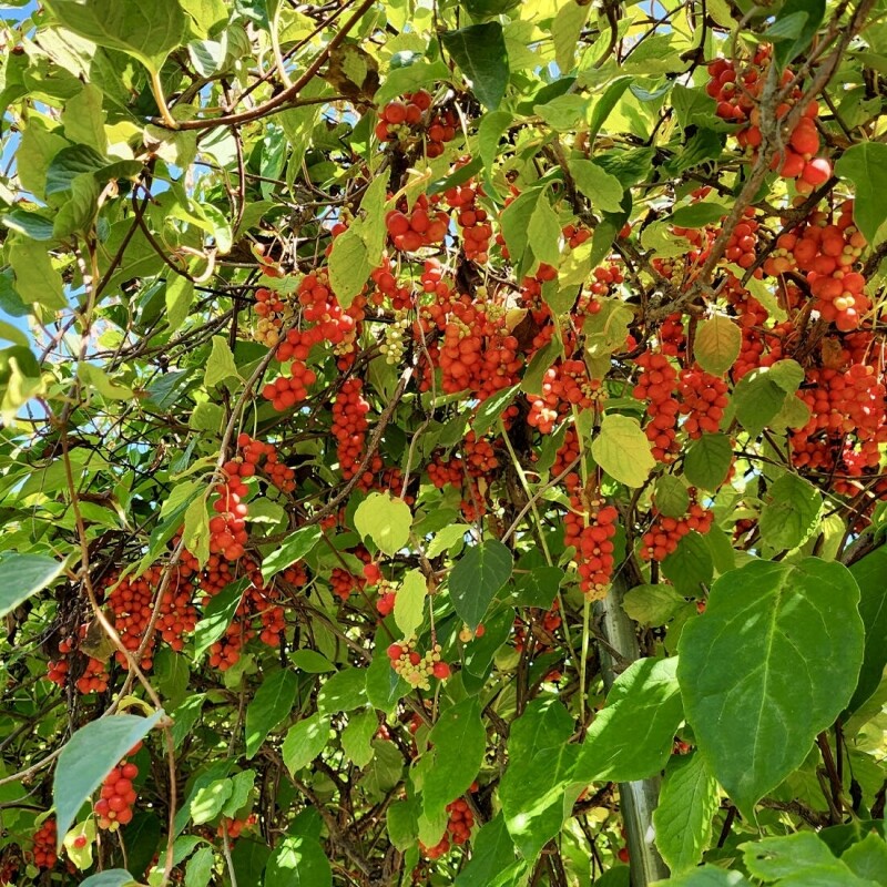 오미자, 오미자청,오미자원액,오미자엑기스,오미자즙,선물,전통방식인제푸드, 인제향기, 수제오미자청,카페용,업소용,산지직송,대용량오미자, 대용량오미자청, 국내산오미자, 강원도오미자, 인제오미자, 직접재배오미자, 발효오미자, 발효청, 문경오미자